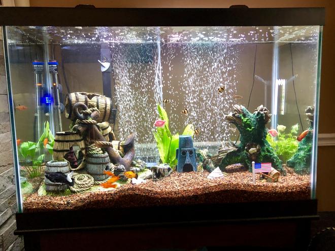 65 gallons freshwater fish tank (mostly fish and non-living decorations) - 65 gallon Aqueon freshwater tank