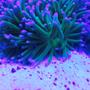 fish tank picture - New long tentacle anemone