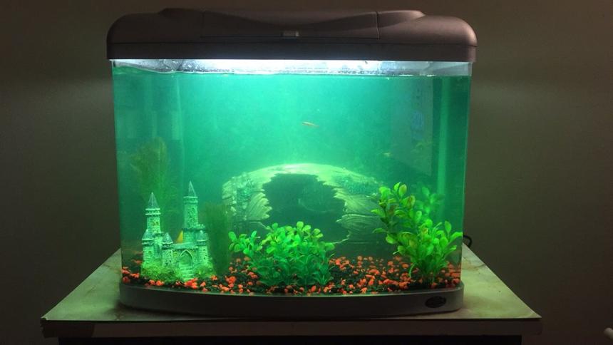 Rated #55: 20 Gallons Freshwater Fish Tank - This is the latest aquarium setup. My progress is slow but I’m enjoying the hobby