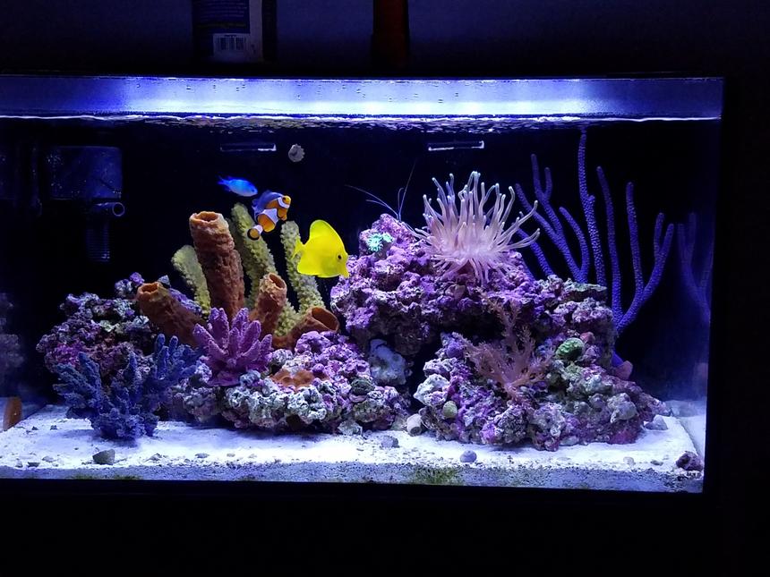 Rated #1: 20 Gallons Reef Tank - New tank setup