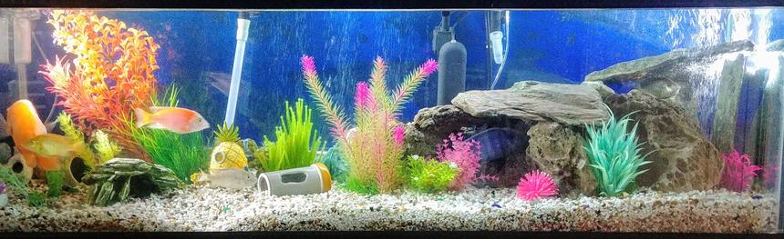 Rated #32: 110 Gallons Freshwater Fish Tank - Assorted cichlid tank. Started calling it bikini bottom because of the sponge Bob house & figurine my 4 year old said we needed to have in there. This tank is always a work in progress as I'm always adding , removing, & remodeling it when I'm able to.