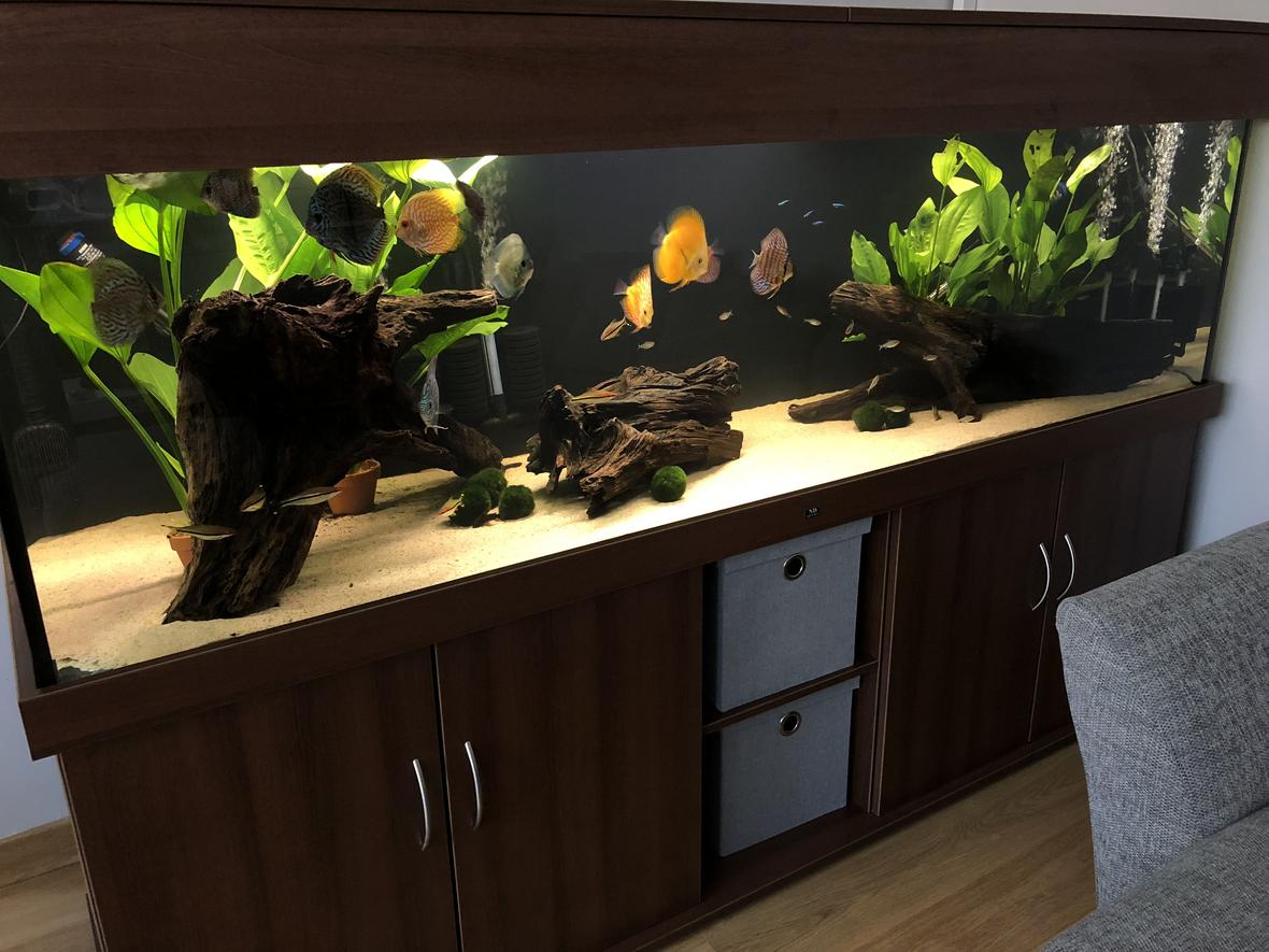 210 gallons freshwater fish tank (mostly fish and non-living decorations) - New 7ft tank