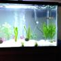 29 gallons planted tank (mostly live plants and fish) - First week; added more plants later.