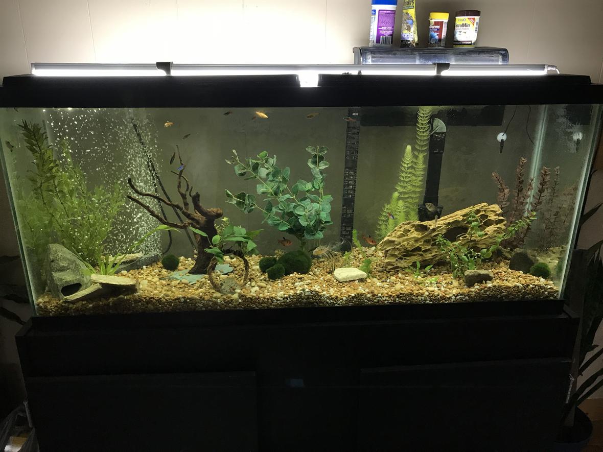 55 gallons planted tank (mostly live plants and fish) - Community tank