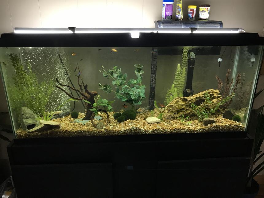 Rated #46: 55 Gallons Planted Tank - Community tank