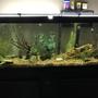 55 gallons planted tank (mostly live plants and fish) - Community tank
