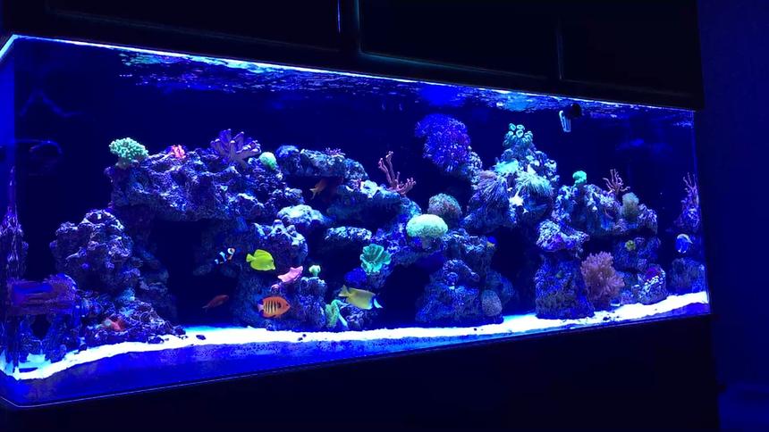 Rated #2: 139 Gallons Reef Tank - MY 140 GALLON REEF TANK