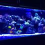 139 gallons reef tank (mostly live coral and fish) - MY 140 GALLON REEF TANK
