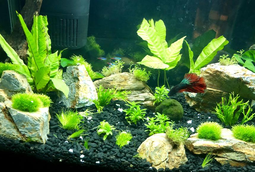 Rated #23: 10 Gallons Planted Tank - First attempt w/live plants!