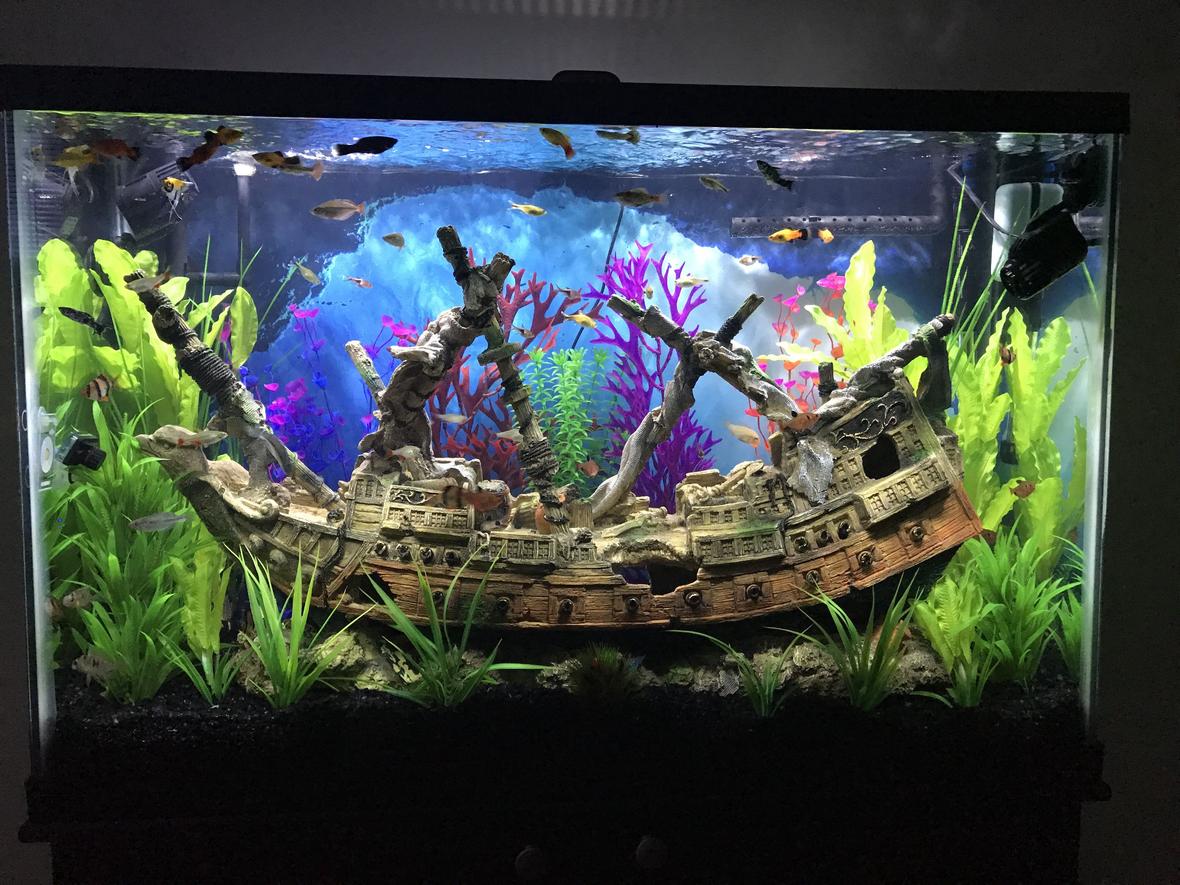 45 gallons freshwater fish tank (mostly fish and non-living decorations) - Ship Wreck