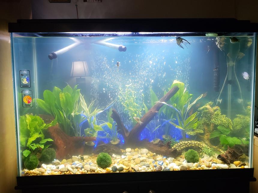 Rated #38: 16 Gallons Freshwater Fish Tank - Freshwater
