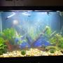 16 gallons freshwater fish tank (mostly fish and non-living decorations) - Freshwater
