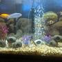 48 gallons freshwater fish tank (mostly fish and non-living decorations) - My tank