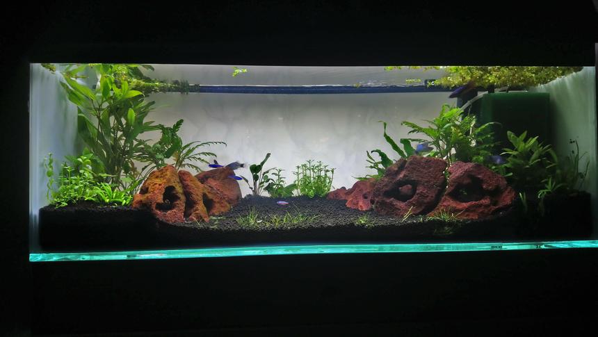 Rated #31: 15 Gallons Planted Tank - First planted tank set up