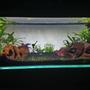 15 gallons planted tank (mostly live plants and fish) - First planted tank set up