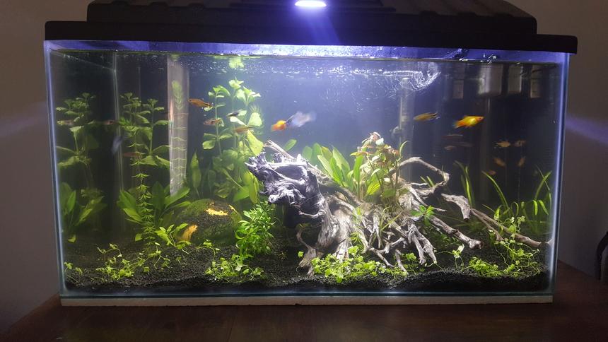 Rated #27: 15 Gallons Planted Tank - 1 month old