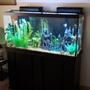 fish tank picture - The Camelot