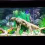 fish tank picture - My 75 gallon with 2 aquaclear 110 hob filters, marineland 300 watt heater, driftwood and artificial plants.