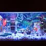 20 gallons freshwater fish tank (mostly fish and non-living decorations) - Lego tank