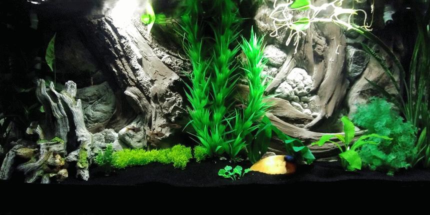 Rated #17: 55 Gallons Freshwater Fish Tank - New 55g