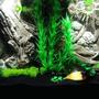 55 gallons freshwater fish tank (mostly fish and non-living decorations) - New 55g