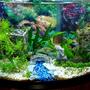 36 gallons planted tank (mostly live plants and fish) - First tank 36G bowfront