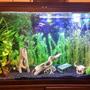 75 gallons freshwater fish tank (mostly fish and non-living decorations) - My 75 gallon freshwater community tank