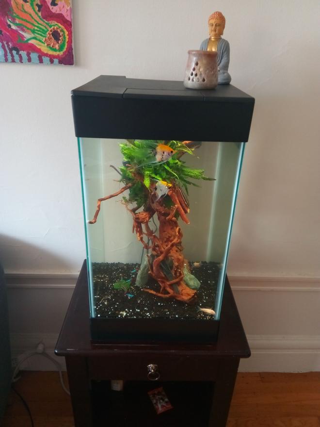 15 gallons freshwater fish tank (mostly fish and non-living decorations) - Distance view