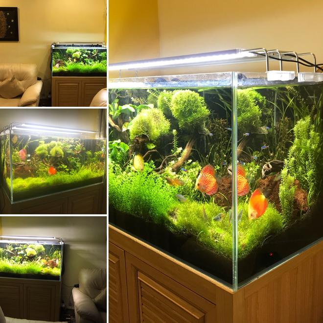 50 gallons planted tank (mostly live plants and fish) - Freshwater Planted Tank 50G #nextfisherman