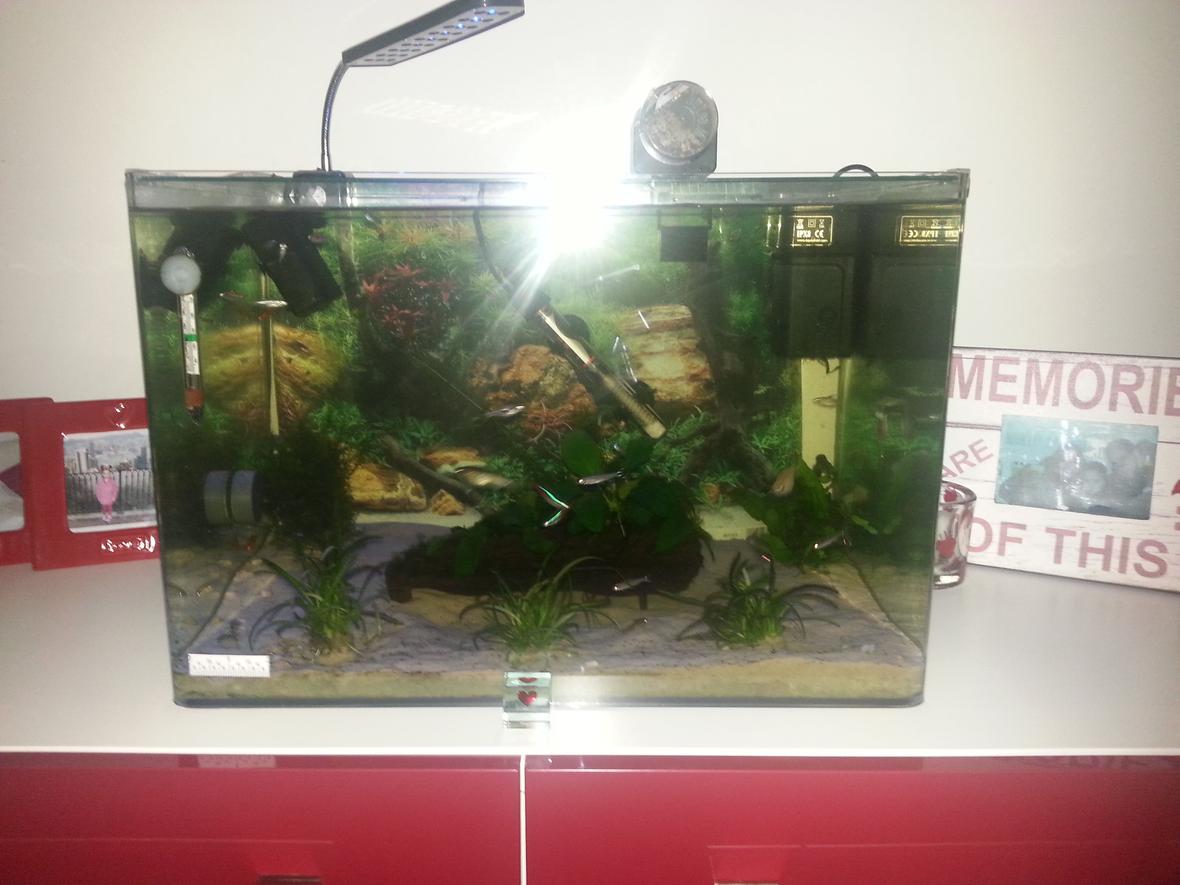 14 gallons planted tank (mostly live plants and fish) - Back in 2014