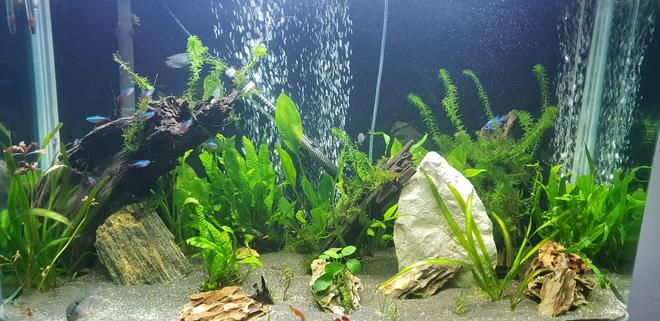 90 gallons planted tank (mostly live plants and fish) - 1st pic