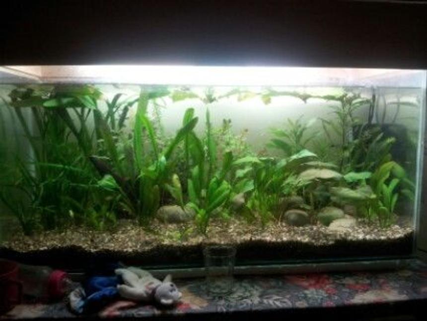 Rated #45: 27 Gallons Planted Tank - my tank with some plants and fishes