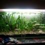 27 gallons planted tank (mostly live plants and fish) - my tank with some plants and fishes