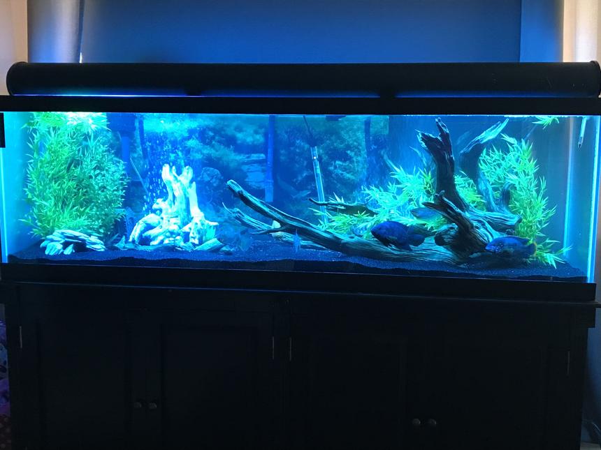 Rated #33: 125 Gallons Freshwater Fish Tank - 125 gallon