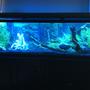 125 gallons freshwater fish tank (mostly fish and non-living decorations) - 125 gallon