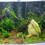 fish tank picture - 2nd pic Added the carpeting plants.