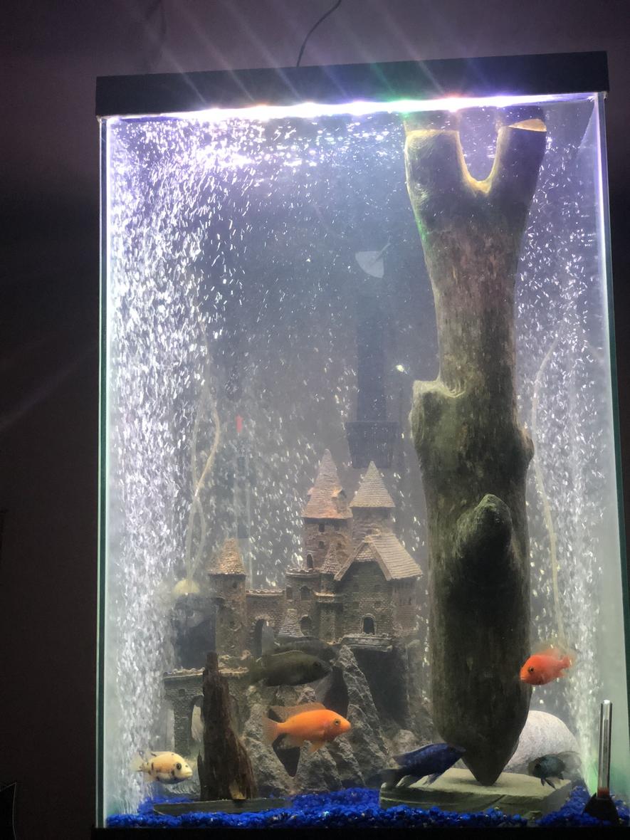 47 gallons freshwater fish tank (mostly fish and non-living decorations) - 47 gallon column tank full of cichlids