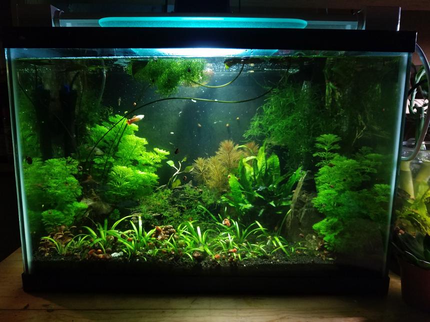 Rated #14: 20 Gallons Freshwater Fish Tank - My 1st community tank. 20 gallons with guppies and their babies, cory cats, ghost shrimps and many ramshorn snails