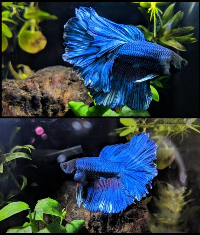 freshwater fish stocking in 8 gallons tank - Halfmoon, Rosetail Male Betta. Royal Blue with White Trim.