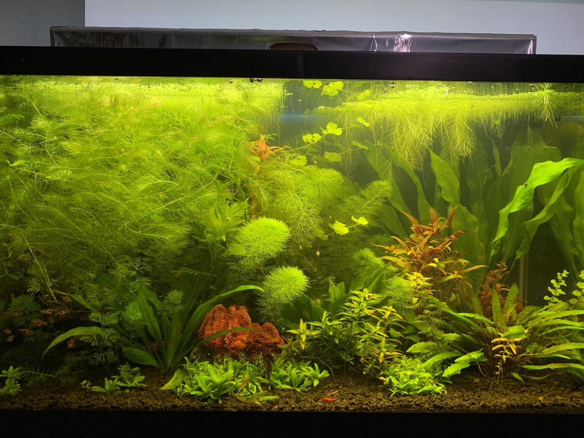 29 gallons planted tank (mostly live plants and fish) - Planted Tank