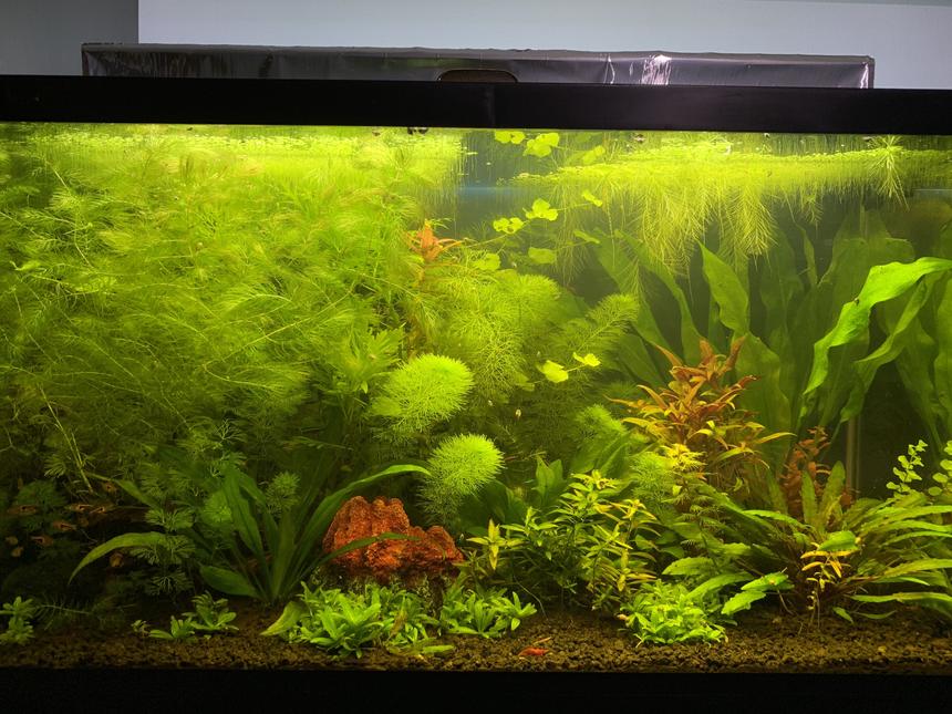 Rated #34: 29 Gallons Planted Tank - Planted Tank