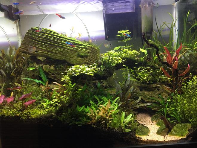20 gallons planted tank (mostly live plants and fish) - Escarpment in the Jungle