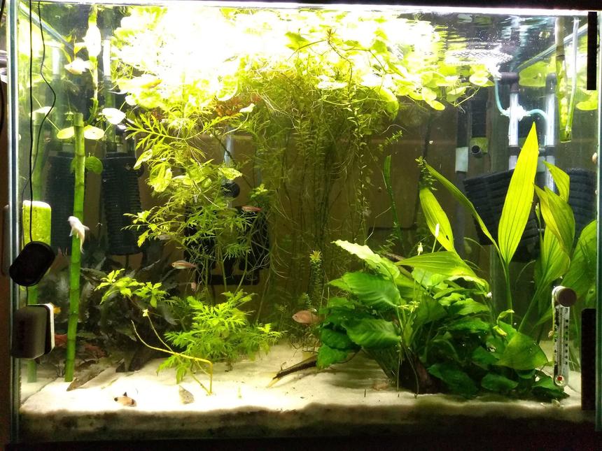 Rated #37: 56 Gallons Planted Tank - Under Construction
