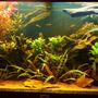 47 gallons planted tank (mostly live plants and fish) - Front