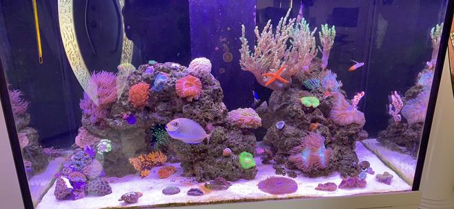 85 gallons reef tank (mostly live coral and fish) - First upload to the site. :)