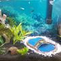 65 gallons planted tank (mostly live plants and fish) - My new 65g after a week.