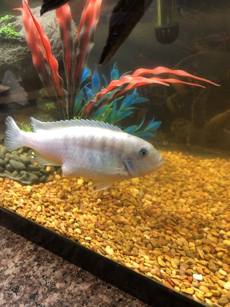 Rated #54: 30 Gallons Freshwater Fish Tank - N