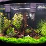 fish tank picture - My first planted tank after 3 years