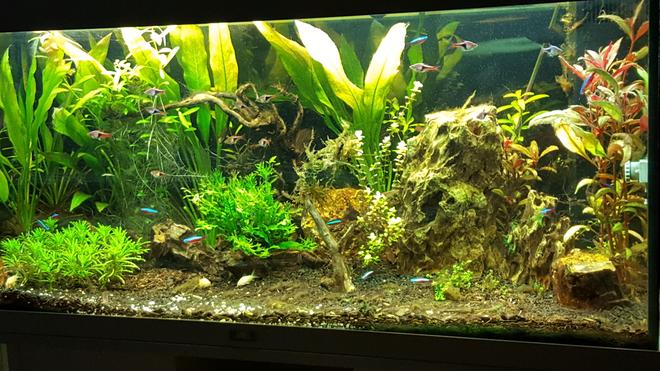 100 gallons planted tank (mostly live plants and fish) - early stages planted tank