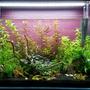 17 gallons planted tank (mostly live plants and fish) - Over ran by Beauty!